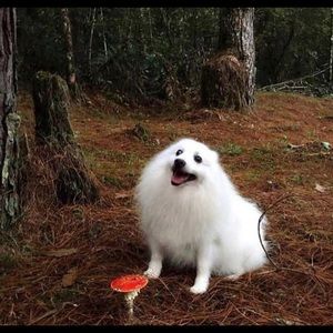 Meet your Posher, Sophie